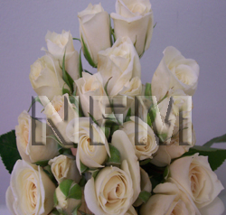 white spray roses wedding